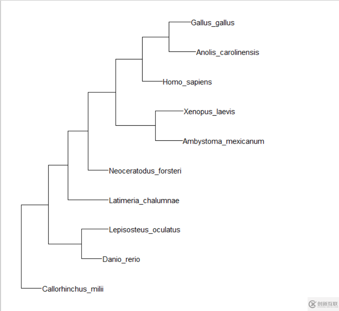 如何使用R语言的ggtree给进化树添加图片注释