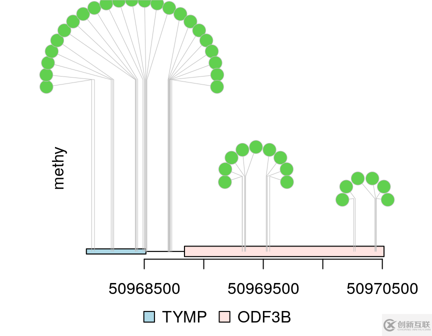 R语言画棒棒糖图展示snp在基因上的位置是怎样的