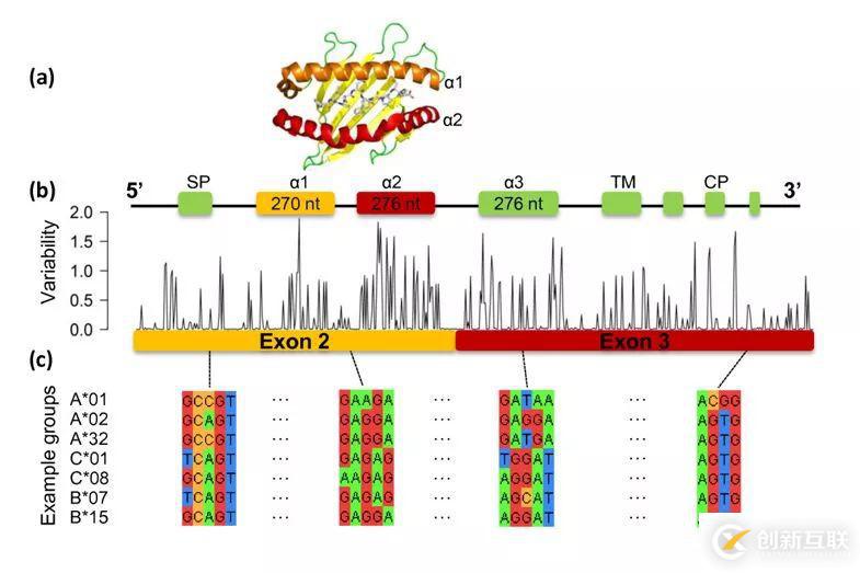 seq2HLA如何利用RNA_seq数据进行HLA分型