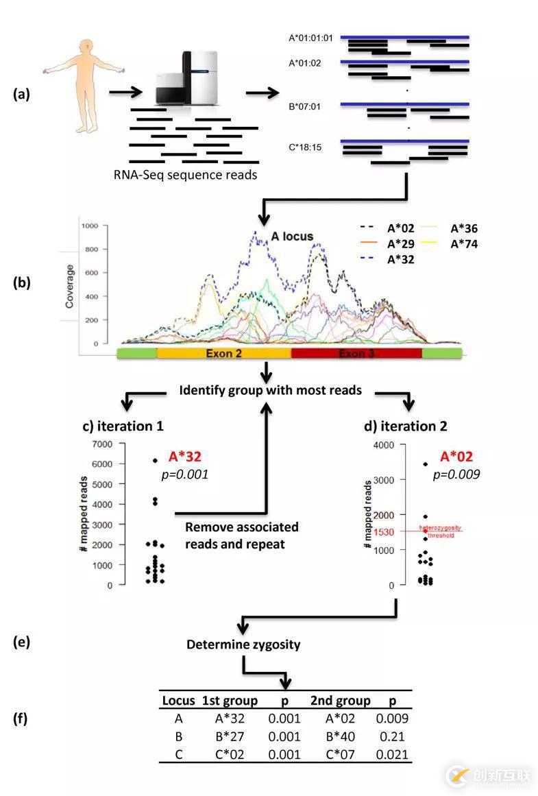 seq2HLA如何利用RNA_seq数据进行HLA分型